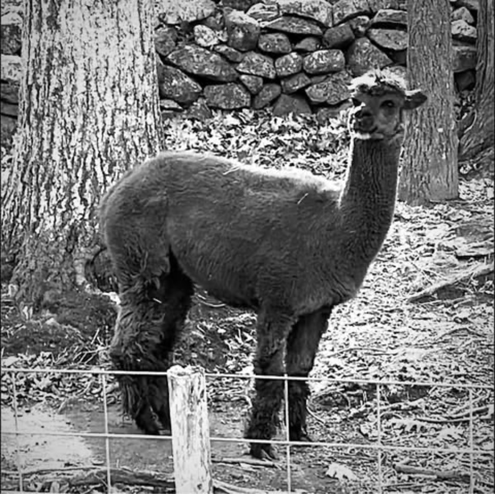 Meet your Posher, Donna